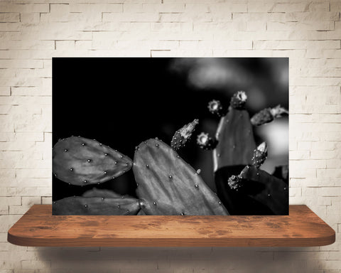 Prickly Pear Cactus Photograph Black White