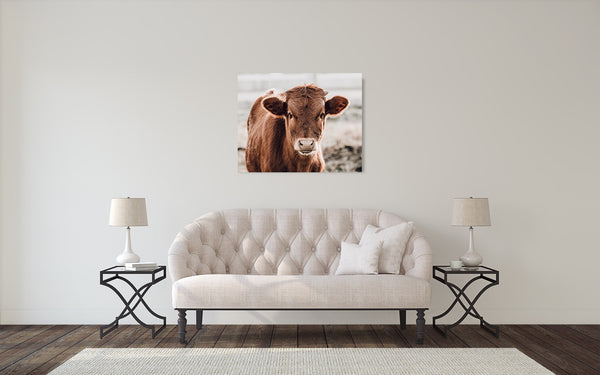 Longhorn Cow Photograph