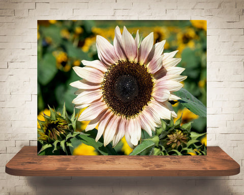 Pink Sunflower Photograph