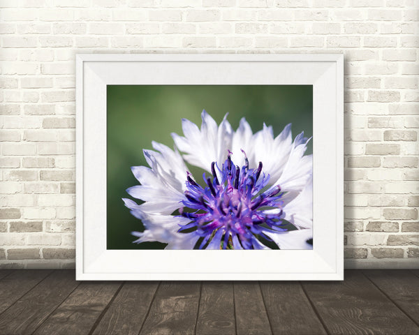 White & Purple Flower Photograph