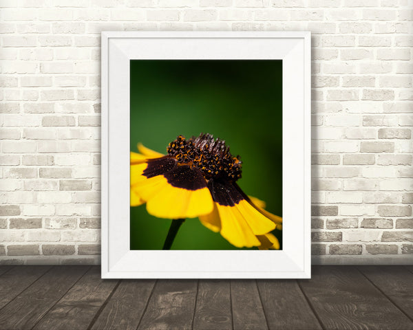 Yellow Flower Photograph
