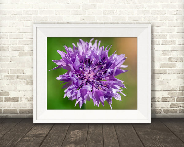 Purple Flower Photograph