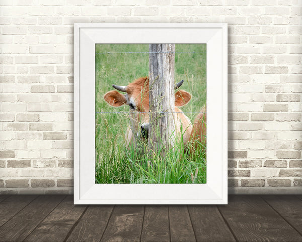Jersey Cow Photograph