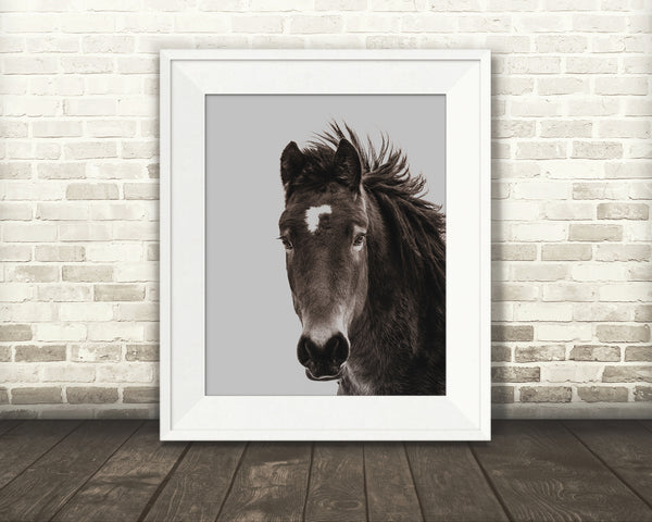 Horse Photograph Black White Brown
