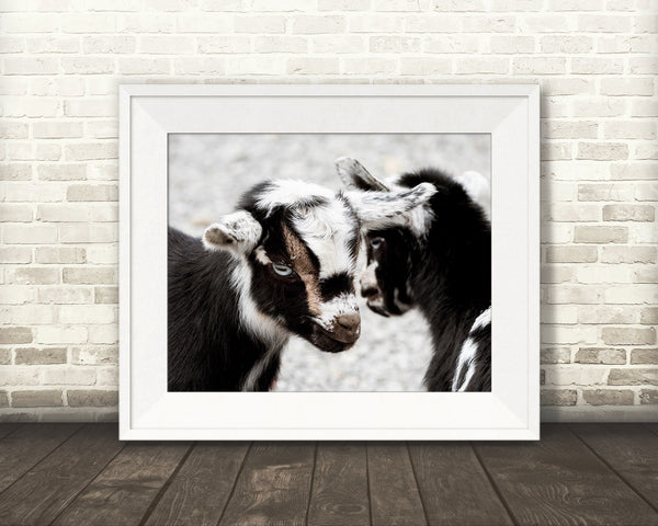 Baby Goat Photograph