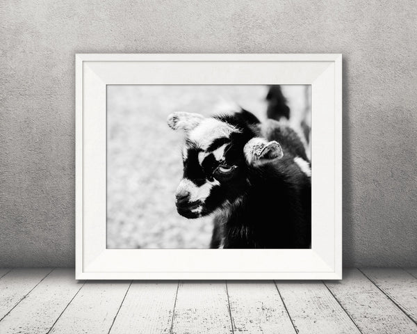 Baby Goat Photograph Black White