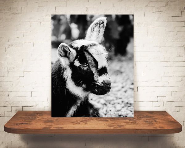 Baby Goat Photograph Black White