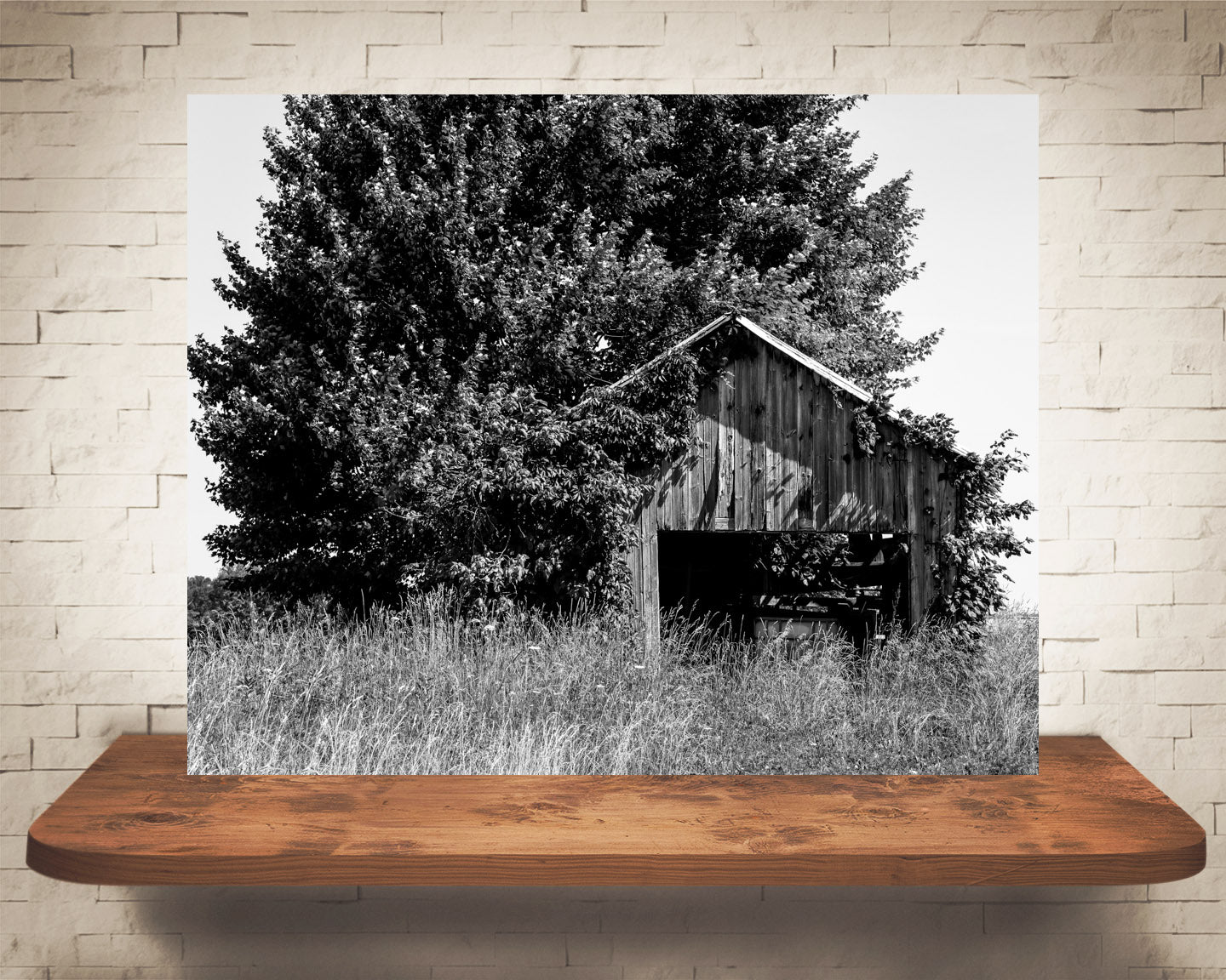 Barn Tree Photograph Black White