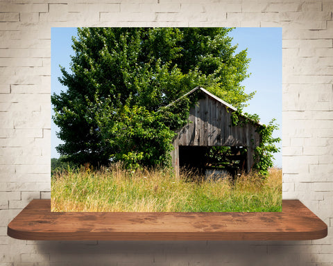 Barn Tree Photograph