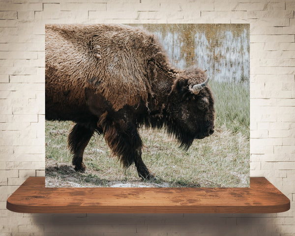 Bison Photograph