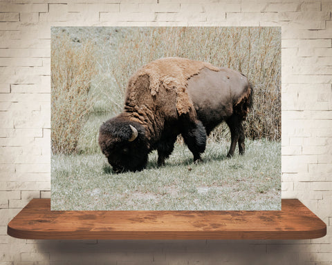 Bison Photograph