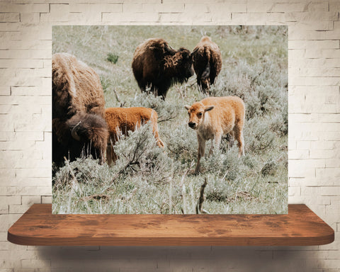 Bison Calf Photograph