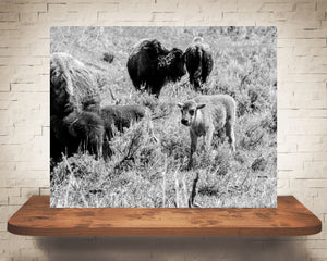 Bison Calf Photograph Black White
