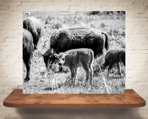 Bison Calf Photograph Black White
