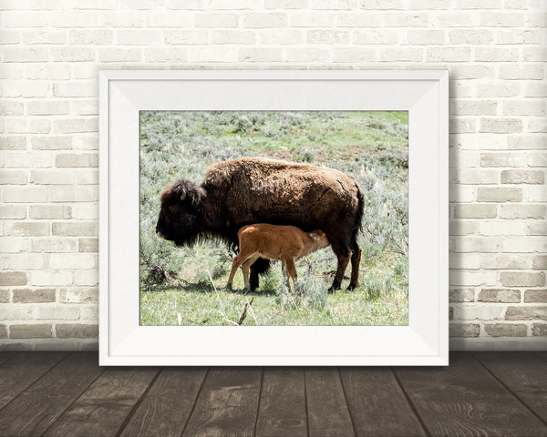 Bison Calf Photograph
