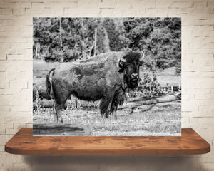 Bison Photograph Black White