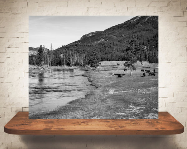 Bison River Photograph Black White