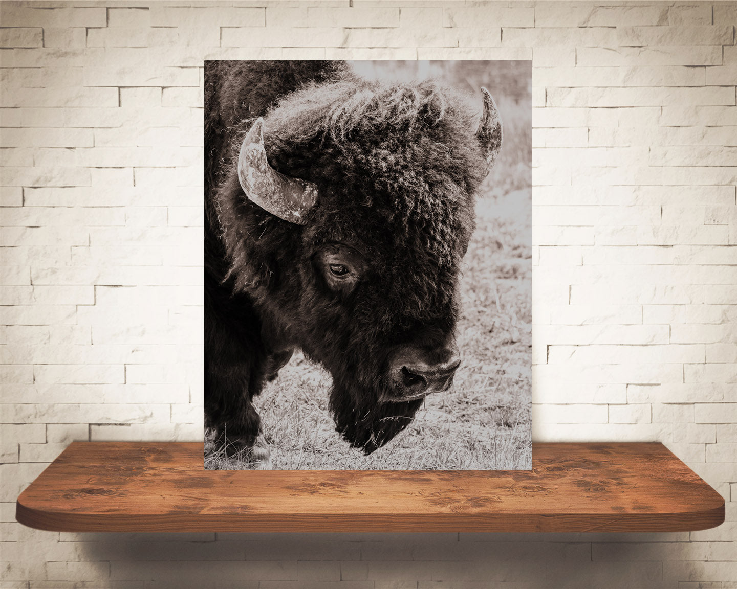 Bison Photograph Sepia