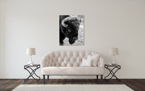 Bison Photograph Black White