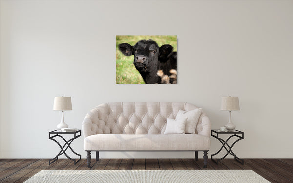 Black Angus Cow Photograph