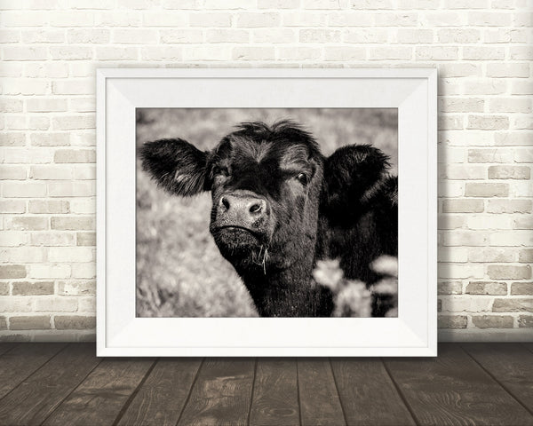 Black Angus Cow Photograph Sepia