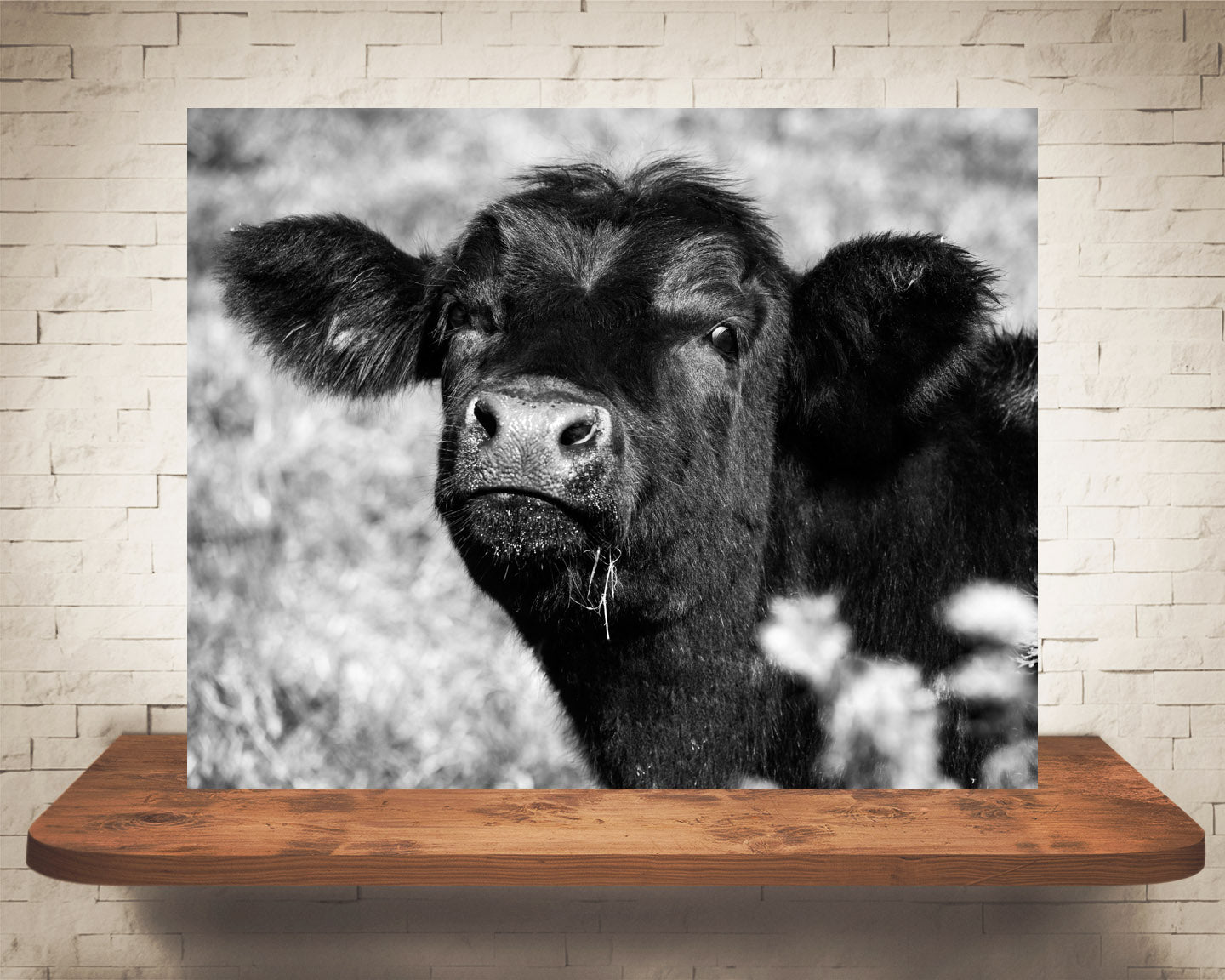 Black Angus Cow Photograph Black White