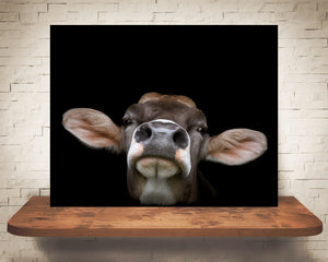 Brown Swiss Cow Photograph
