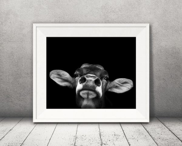Brown Swiss Cow Photograph Black White