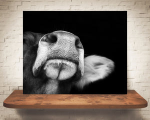 Brown Swiss Cow Photograph Black White