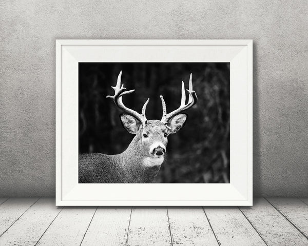 Deer Buck Photograph Black White