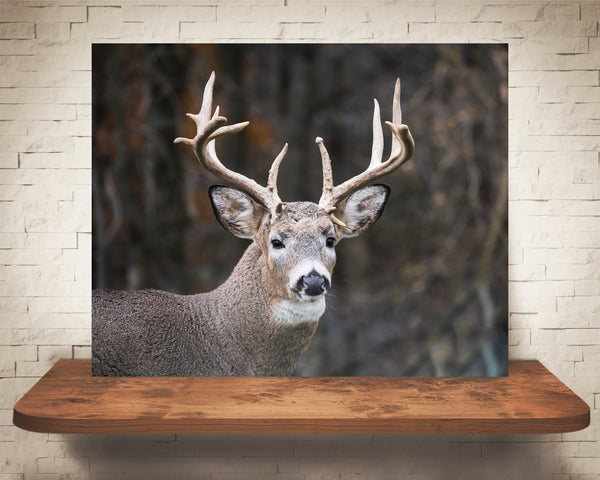 Deer Buck Photograph