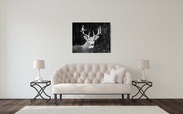 Deer Buck Photograph Black White