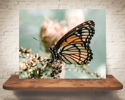 Monarch Butterfly Photograph