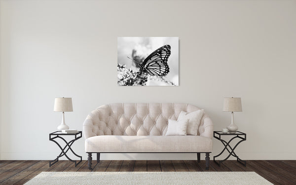 Monarch Butterfly Photograph Black White