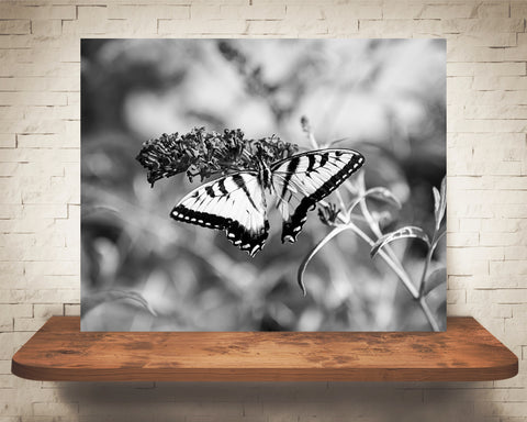 Swallowtail Butterfly Photograph Black White