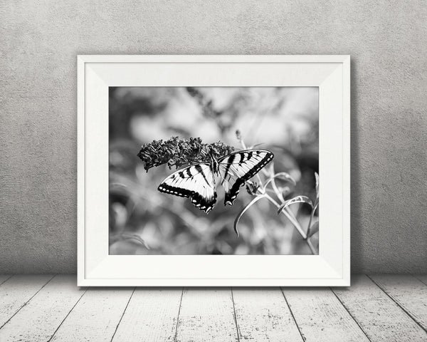 Swallowtail Butterfly Photograph Black White