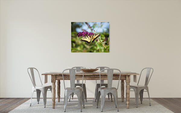 Swallowtail Butterfly Photograph