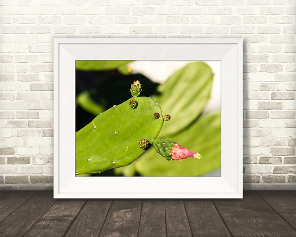 Prickly Pear Cactus Photograph