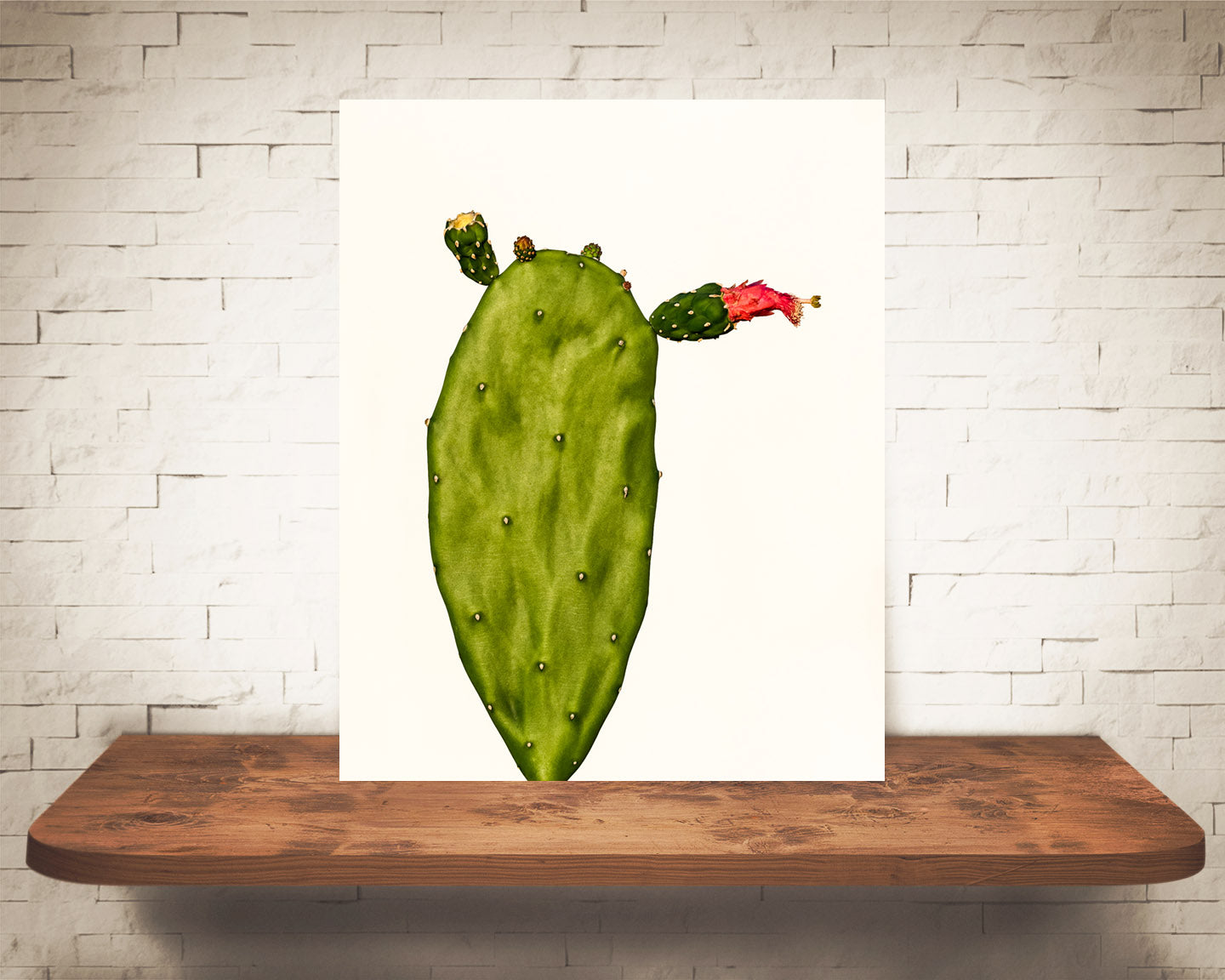 Prickly Pear Cactus Photograph