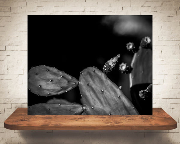 Prickly Pear Cactus Photograph Black White
