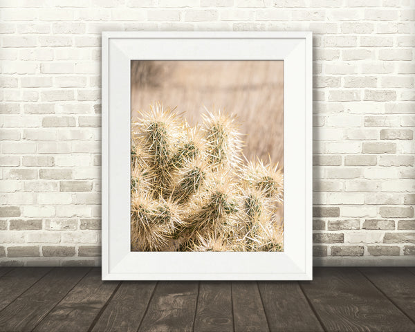 Cactus Photograph