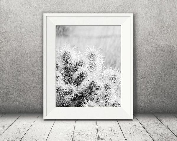 Cactus Photograph Black White