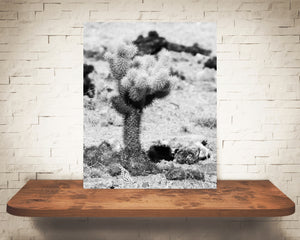 Teddy Bear Cactus Photograph Black White