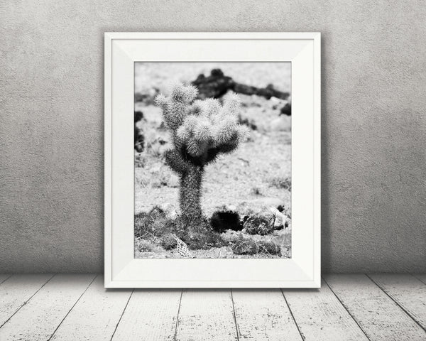 Teddy Bear Cactus Photograph Black White