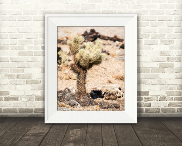 Teddy Bear Cactus Photograph