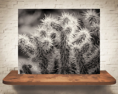 Cactus Photograph Sepia