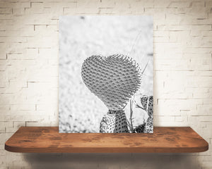 Heart Cactus Photograph Black White