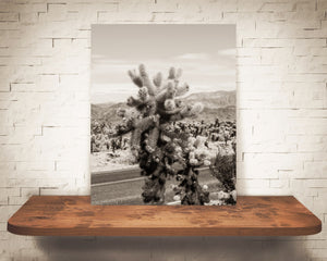 Teddy Bear Cholla Cactus Photograph Sepia