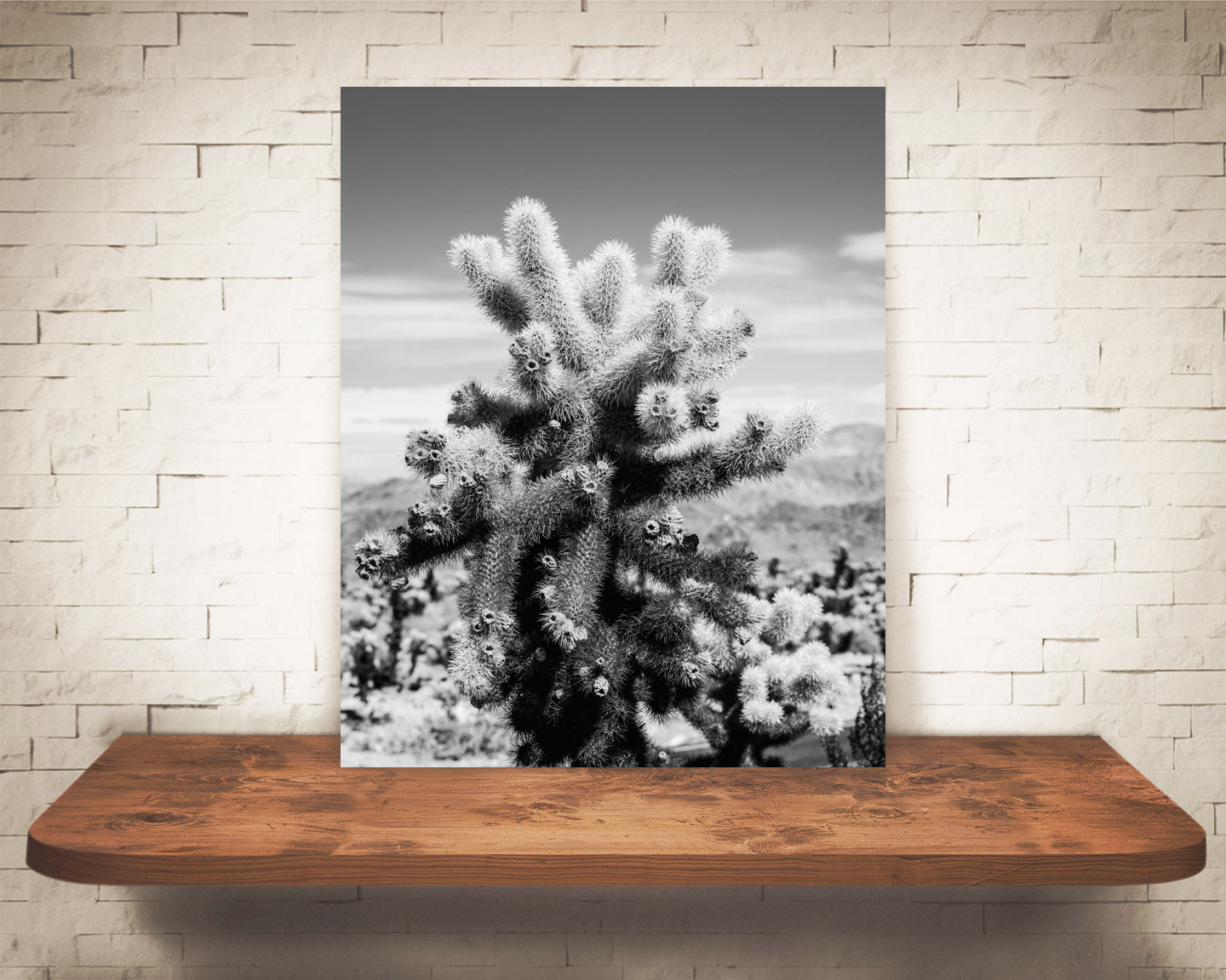 Teddy Bear Cholla Cactus Photograph Black White