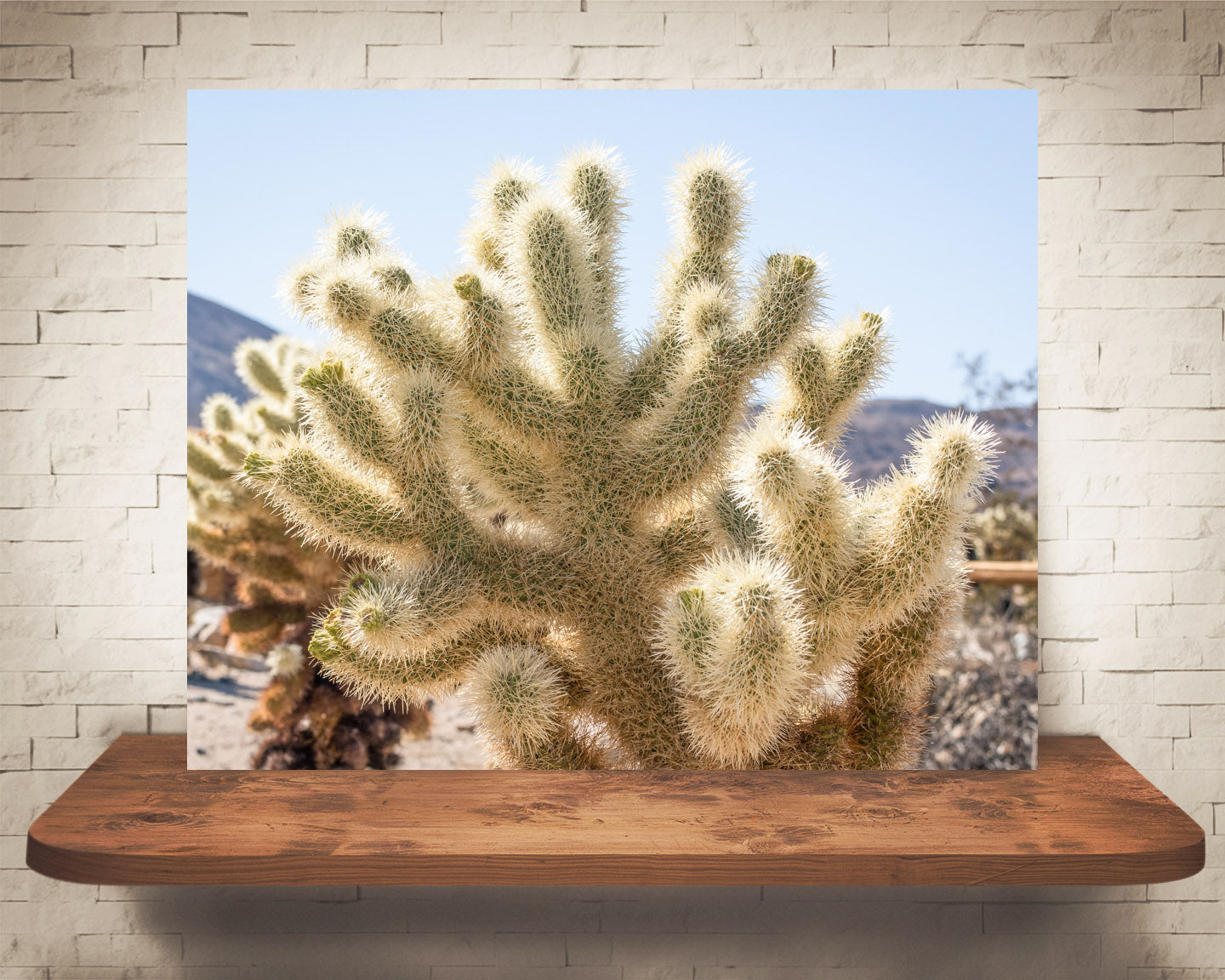 Teddy Bear Cholla Cactus Photograph